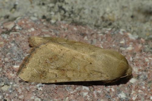 Réf. 237 514 : Helicoverpa armigera